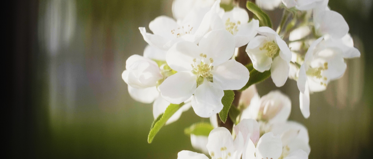 Hvite blomster. Foto.